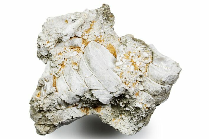 Mississippian Fossil Crinoid Stem & Cephalopod Plate - Kentucky #358733